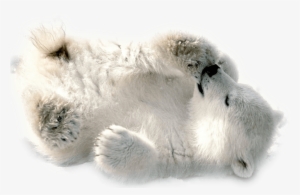 Polar Bear Baby Playing - Polar Bears Png #886466