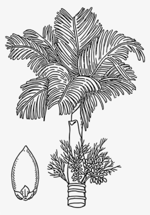 Betel Clip Art Free Vector - Betel Nut Tree Clip Art #887298