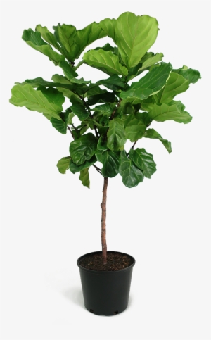 Ficus Lyrata Large Standard - Ficus Lyrata Png - Free Transparent PNG ...