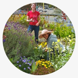 What Is Sf Plant Finder - San Francisco #888531