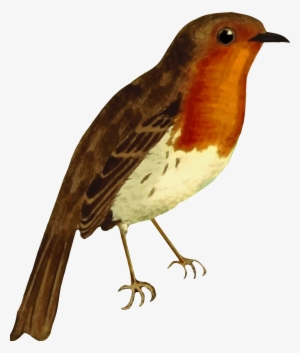 This Free Icons Png Design Of European Robin #889038