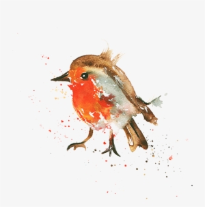 Mr - Robin - European Robin #889286