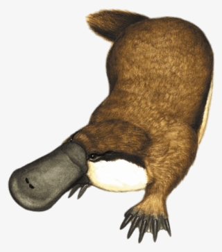 Animals - Obdurodon Dicksoni #8801237