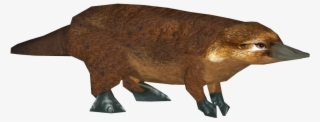 Platypus #8802096