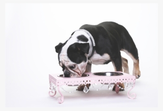 Shop Square Thumbnail Opulent Pet Bowl -1 #8802594