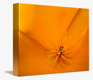 Macro Poppy Flower Floral Art Print By - Poppy Family #8802791