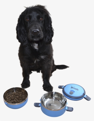 Cocker Spaniel #8802834