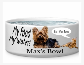 Australian Silky Terrier #8803317