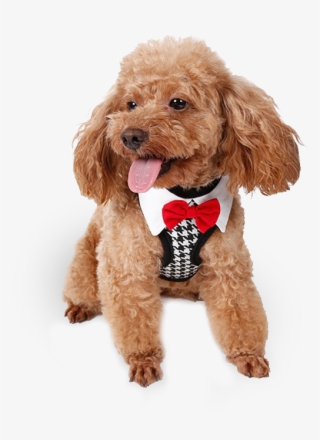 Fancy Boy Dog Harness - Accesorios Perros Pequeños #8803876 Fancy Boy Dog Harness - Accesorios Perros Pequeños #8803876