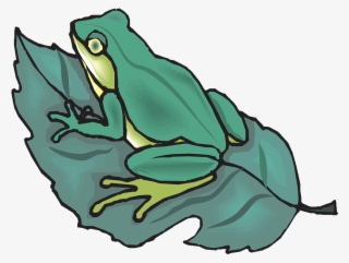 Don't Want It On The Leaf - Frog On Leaf Clipart #8803913