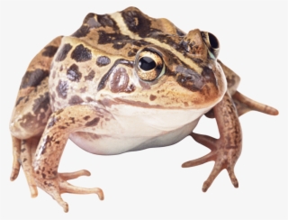 Frog - Wood Frog Transparent Background #8804047