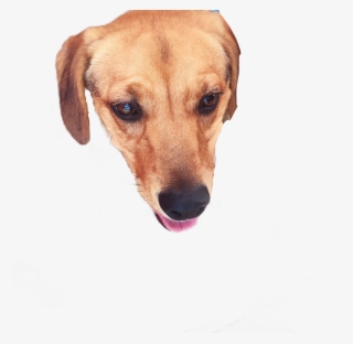 Dog Sticker - Companion Dog #8804571