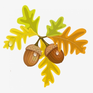 Maple Leaf Clipart Acorn - Leaves And Acorns Clipart #8807153