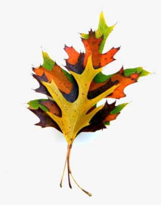 Cd Art, Oak Leaves, Short Stack, Flora, Decorative - Maple Leaf #8807306