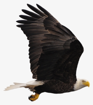 Bald Eagle #8807401