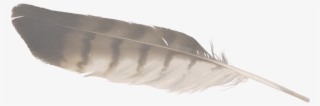 Eagle Feather Tilt-01 #8807653 Eagle Feather Tilt-01 #8807653
