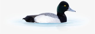 A Scaup Duck Isolated From Background Sitting On Water - Greater Scaup #8807950