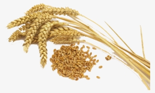 Para Que Serve O Gérmen De Trigo - Germe De Trigo Png #8808308