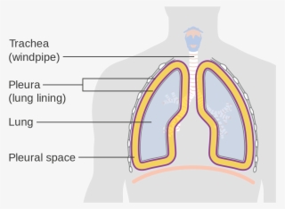 Diagram Showing The Lining Of The Lungs Cruk - Lining Of Lungs #8813247