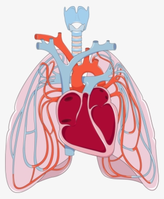 Png Transparent Library Heart And Lungs Clipart - Lung Clip Art Transparent #8813272