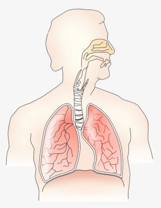 Smoking Weed With Asthma - Respiratory System Without Parts #8813571
