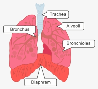 Once The Air Passes Into The Lungs Through The Initial - Air Travels To ...