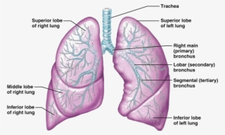 Lungs Png Clipart - Anatomy Respiratory System Label Practice - Free ...