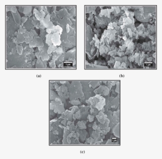 Surface Morphology - Aged Rat Skin Ultrastructure #8814764 Surface Morphology - Aged Rat Skin Ultrastructure #8814764
