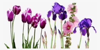 Iris, Tulips, Flowers, Nature - Wedding Invitation #8815199