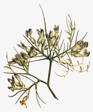 Floral Design Twig Cut Flowers #8815894