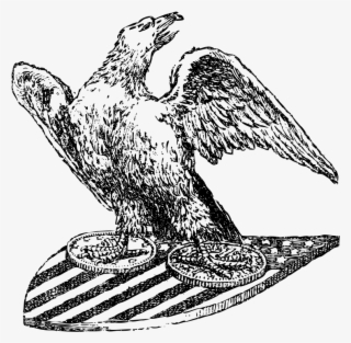 Eagle And Shield - Peregrine Falcon On Shield #8816440