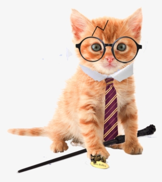 Orange Tabby Kitten No Background #8817362