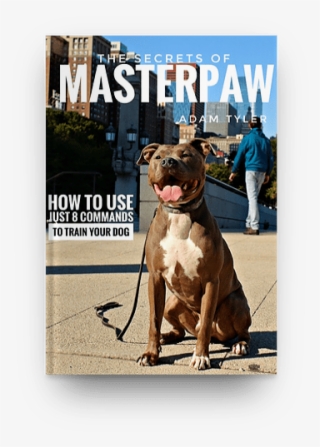 Masterpaw - Com - Dog Catches Something #8817795