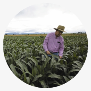 Growing More Sorghum With Less Water - Field #8817953