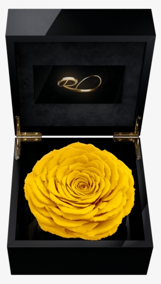 Luxury Video Flower Box Magna With A Xl Preserved Yellow - Rose #8818050