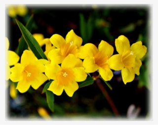 Free Png Download Herbs And Influenza - Carolina Jasmine #8818053