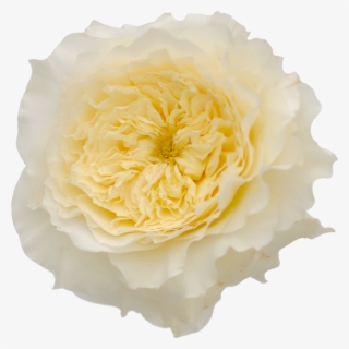 David Austin Garden Rose Patience - Patience Garden Roses #8818227
