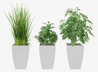 Basil, Mint, Garlic Grass - Houseplant #8818513