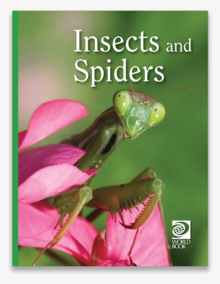 Mantidae #8818587