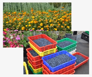 Ingredientscollage - Garden #8819252