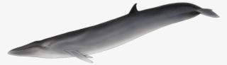 It Is Strikingly Similar To The Sei Whale, But Unlike - Baleia De Barbatana Dorsal #8819474