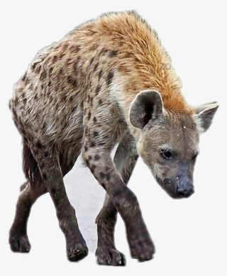 Report Abuse - Spotted Hyena #8822054