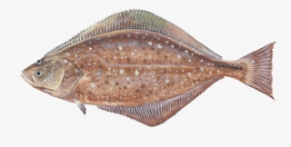 Halibut Png Clipart - Sole #8875241