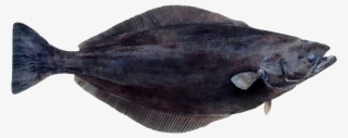 Greenland Halibut #8875501