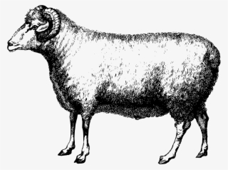 This Free Icons Png Design Of Merino Ram #8875542