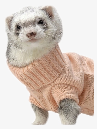 W - Cute Ferrets In Sweaters #8875911