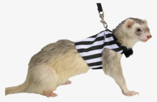 Ferret Toys, Ferrets, I Can Haz, Toy Dog - Punxsutawney Phil #8876086