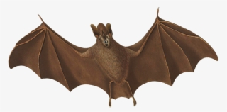 Halloween Bat Flying - Vampire Bat #8876226