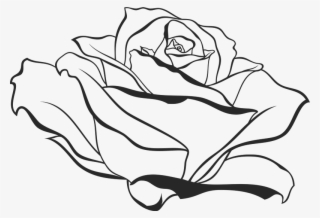800 X 545 6 - Side View Rose Drawing #8877076
