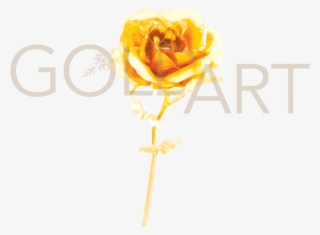 Gold Rose - Garden Roses #8879705